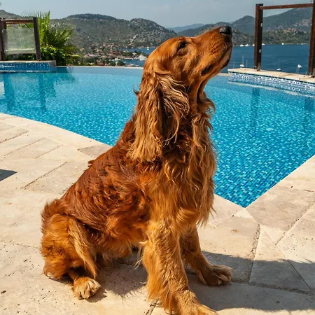 호텔 Les Terrasses De 셀리미예